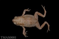 藏品(黑眶蟾蜍)的圖片